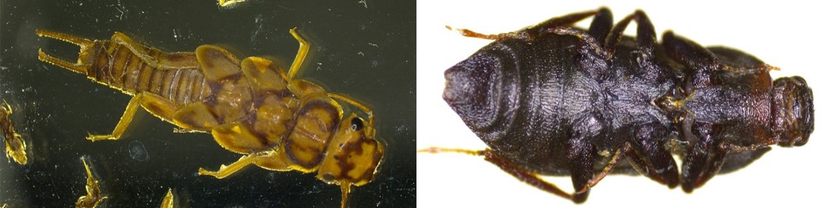 Exoskeleton Specimens
